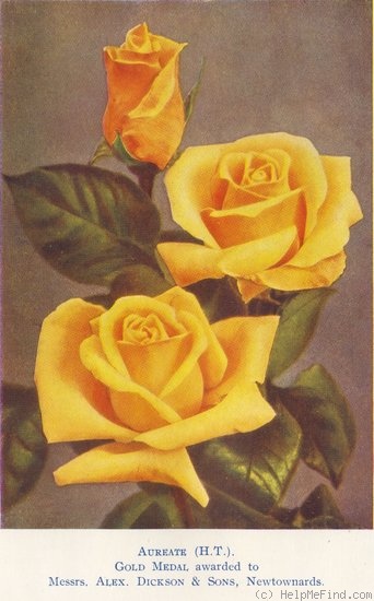 'Aureate' rose photo