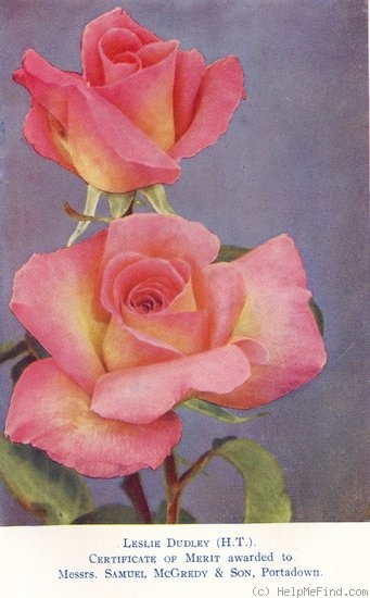 'Leslie Dudley' rose photo
