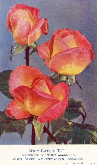 'Molly Darragh' rose photo
