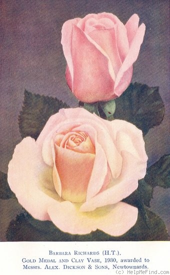'Barbara Richards' rose photo