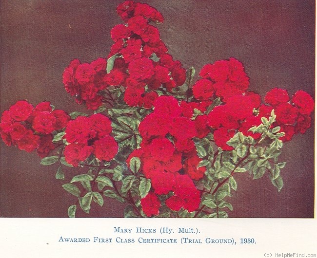 'Mary Hicks' rose photo