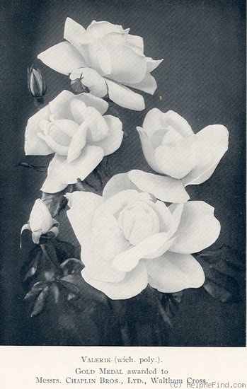 'Valerie (floribunda, Chaplin Bros., 1932)' rose photo