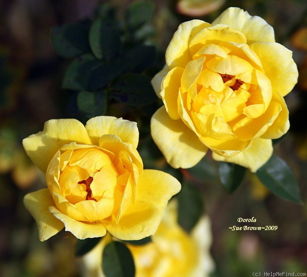 'Dorola ®' rose photo