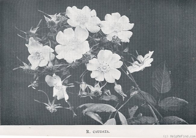 'R. caudata' rose photo