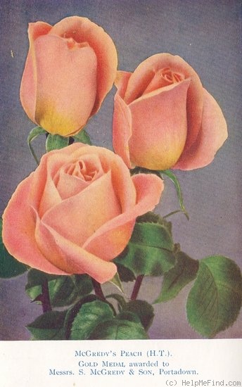 'McGredy's Peach' rose photo