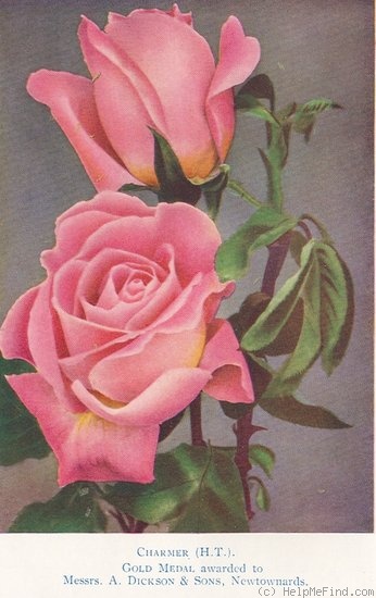 'Charmer (hybrid tea, Dickson 1932)' rose photo