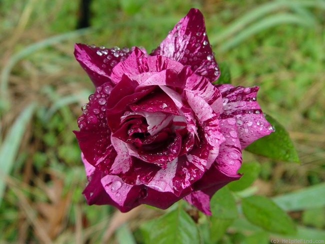 'Purple Tiger (Floribunda, Christensen, 1991)' rose photo