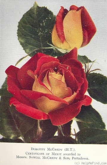 'Dorothy McGredy' rose photo