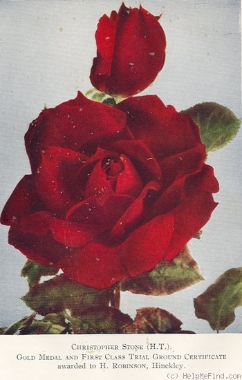 'Christopher Stone' rose photo