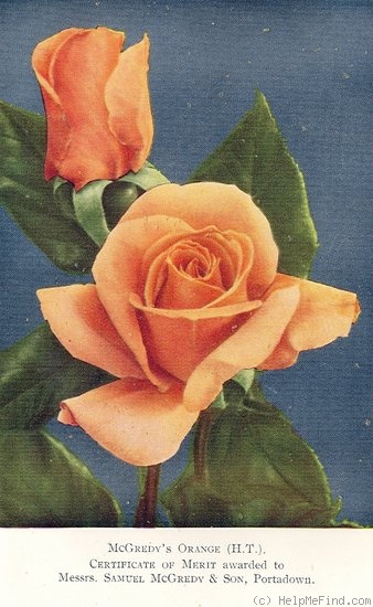 'McGredy's Orange' rose photo