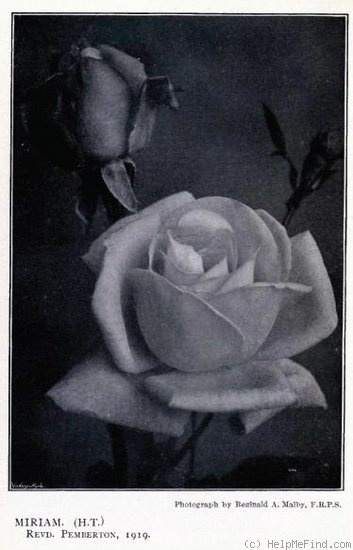 'Miriam (Hybrid Musk, Pemberton, 1919)' rose photo