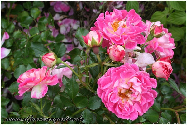 'Charmant ™ (miniature, Kordes 1998)' rose photo