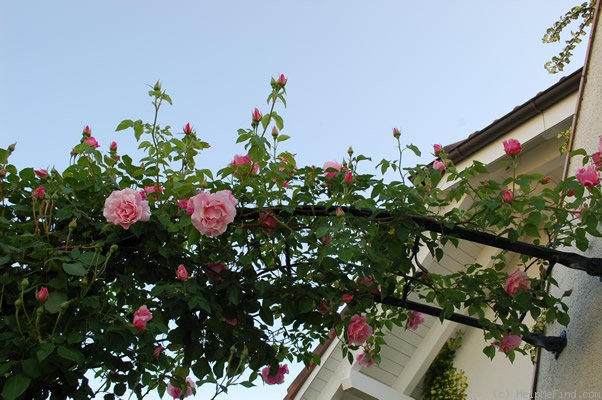 'Madame Grégoire Staechelin' rose photo