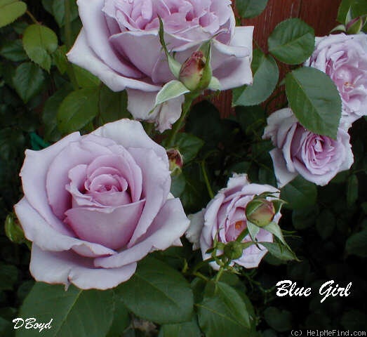 'Blue Girl (hybrid tea, Kordes, 1964)' rose photo