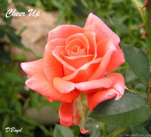 'Cheer Up' rose photo