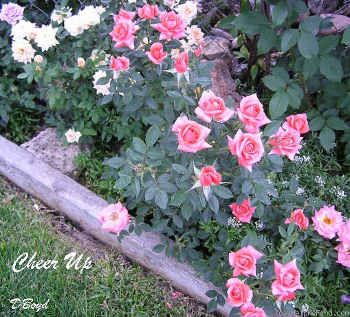 'Cheer Up' rose photo