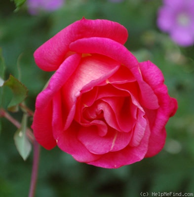 'Madame Laurette Messimy' rose photo