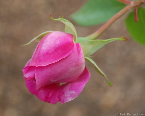'Madame Lauriol de Barny' rose photo