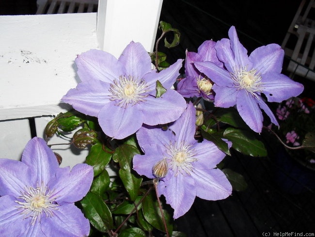 'C. 'Vyvyan Pennell'' clematis photo