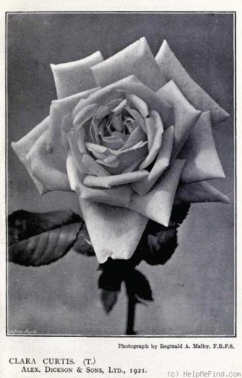 'Clara Curtis' rose photo