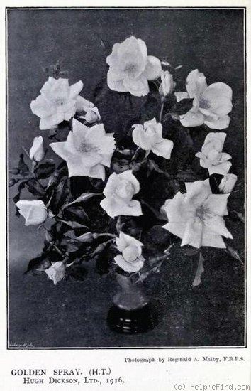 'Golden Spray (hybrid tea, Dickson, 1917)' rose photo