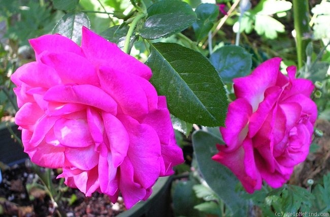 'Parfait (floribunda, Knight, 1970)' rose photo