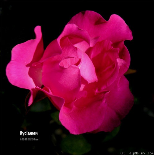 'Cyclamen' rose photo
