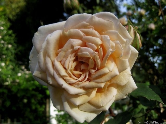 'Madame Jules Gravereaux' rose photo