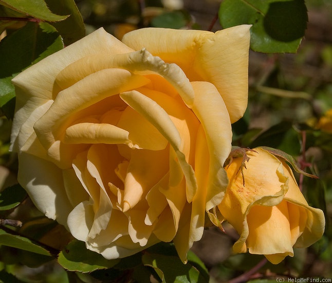 'Lady Hillingdon (Tea, Lowe & Shawyer, 1910)' rose photo