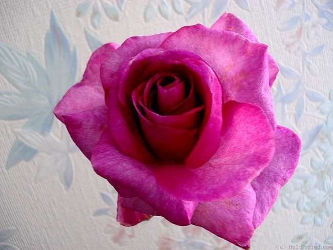 'Violette Parfumée ®' rose photo