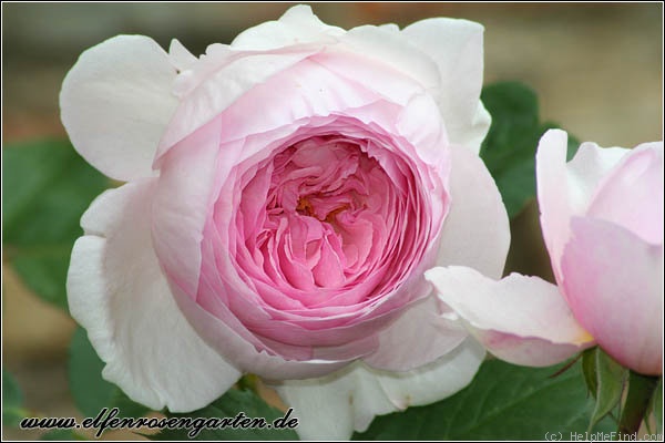 'Geoff Hamilton' rose photo