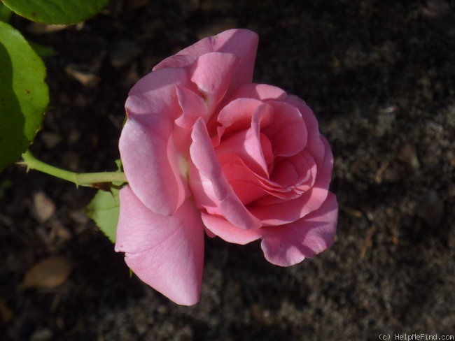 'Romance (shrub, Evers/Tantau, 1984)' rose photo