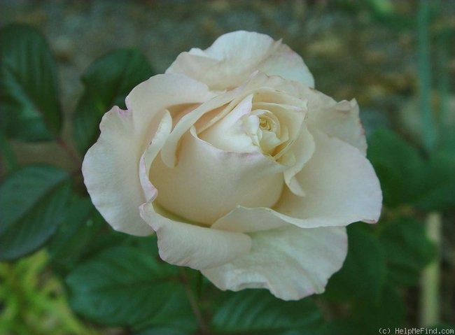 'Kameleon' rose photo
