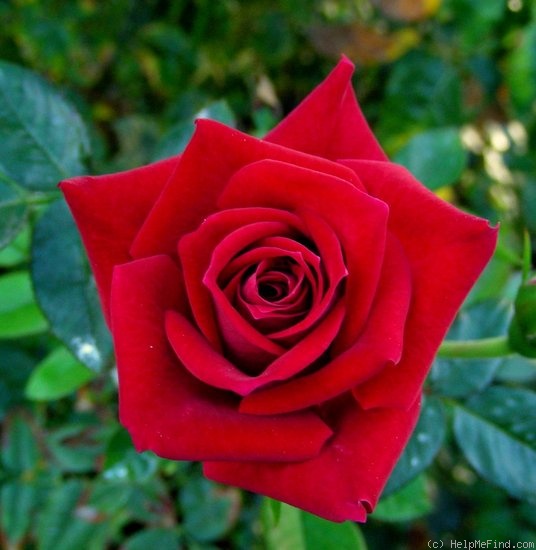 'Swalk' rose photo