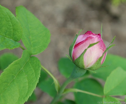 'Monsieur de Morand' rose photo