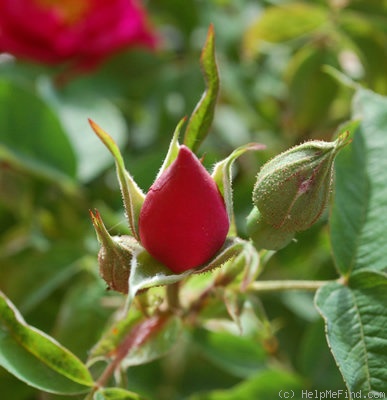 'Mrs. Anthony Waterer' rose photo