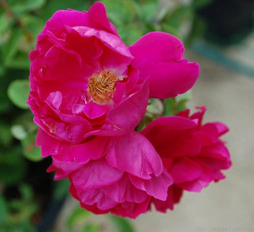 'Mrs. Anthony Waterer' rose photo