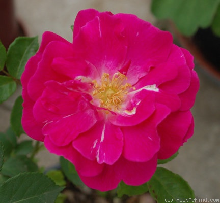 'Nur Mahál' rose photo