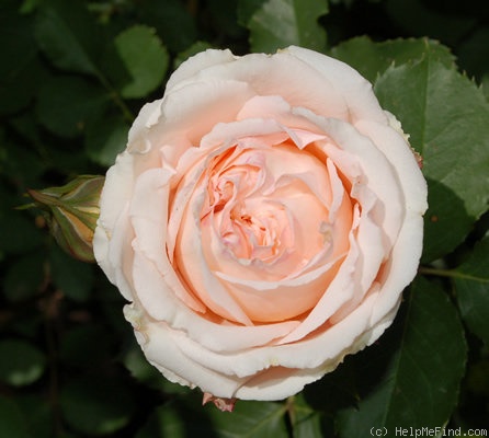 'Odile Masquelier ®' rose photo
