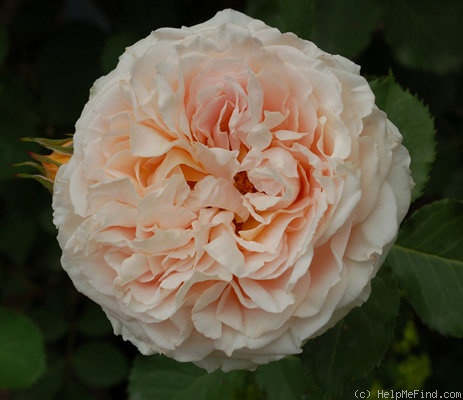 'Odile Masquelier ®' rose photo