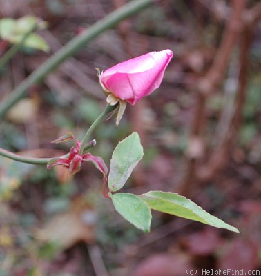 'Old Blush, Cl.' rose photo