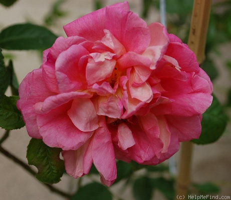 'Oratam' rose photo