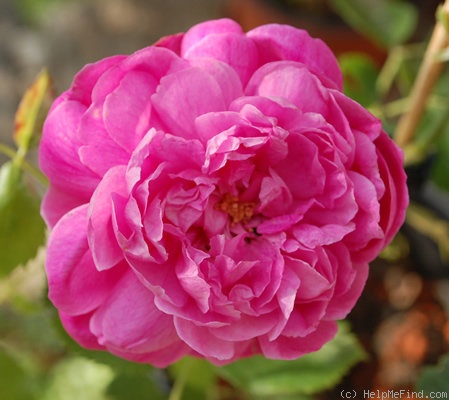 'Paeonia (hybrid perpetual, Lacharme 1855)' rose photo