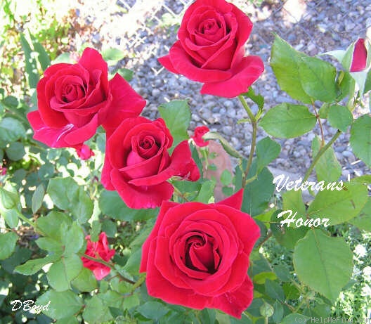 'Veterans' Honor®' rose photo