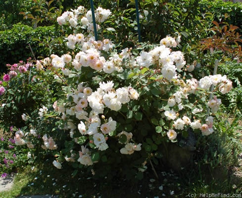 'Penelope (hybrid musk, Pemberton 1924)' rose photo