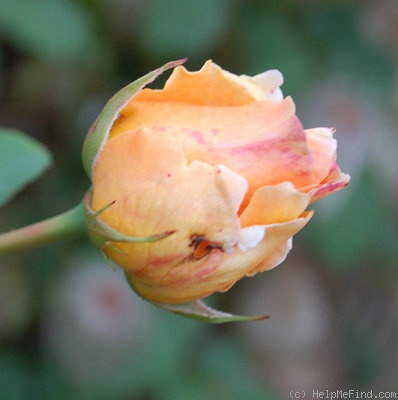 'Polka 91' rose photo
