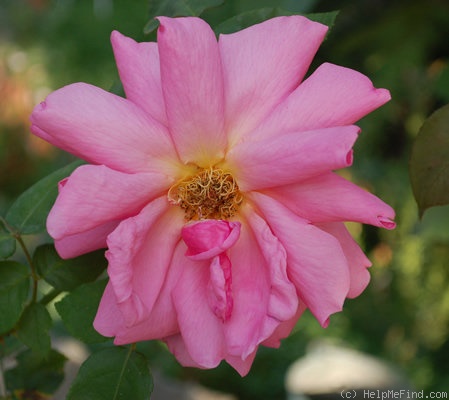 'Président Bouché (hybrid tea, Pernet-Ducher, 1916)' rose photo