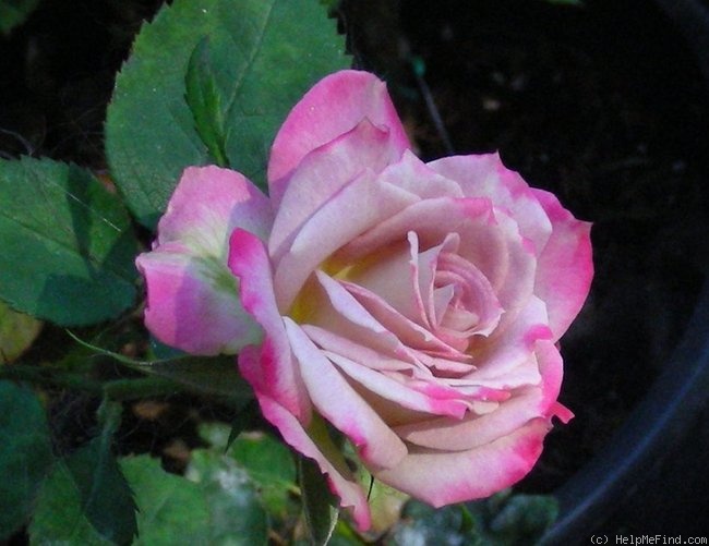 'Aydan Renee' rose photo