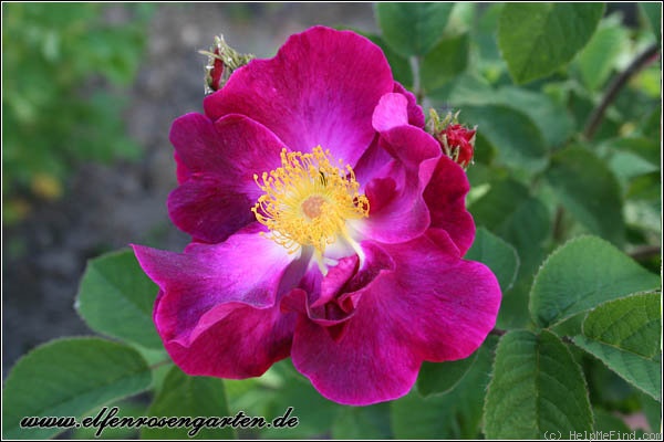 'La Belle Sultane' rose photo