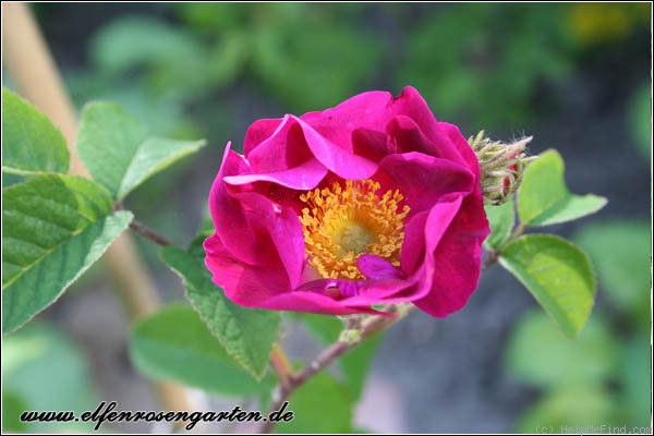 'Violacea (gallica)' rose photo